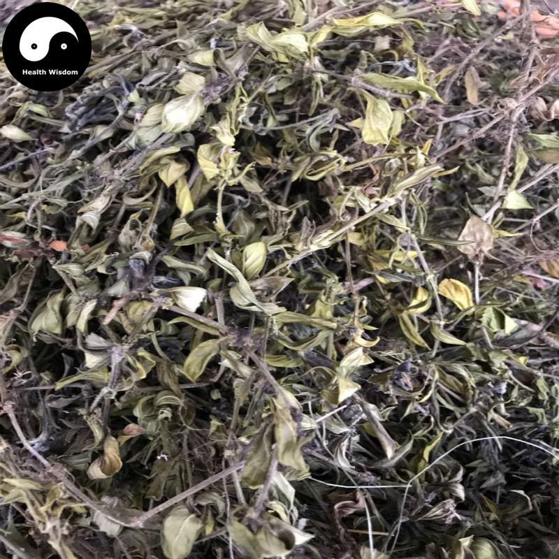 Huang Mao Er Cao 黄毛耳草, Herba Hedyotidis Chrysotrichae, Goldhair Hedyotis Herb-Health Wisdom™