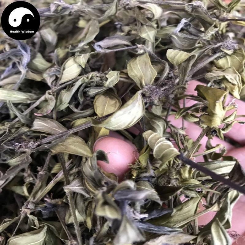 Huang Mao Er Cao 黄毛耳草, Herba Hedyotidis Chrysotrichae, Goldhair Hedyotis Herb-Health Wisdom™