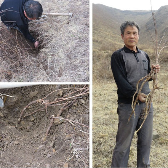 Huang Qi 黄芪, Radix Astragali, Astragalus Root-Health Wisdom™