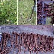 Huang Qi 黄芪, Radix Astragali, Astragalus Root-Health Wisdom™