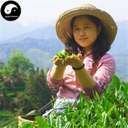 Huang Shan Mao Feng 黄山毛峰 YELLOW MOUNTAIN Green Tea-Health Wisdom™