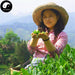 Huang Shan Mao Feng 黄山毛峰 YELLOW MOUNTAIN Green Tea-Health Wisdom™