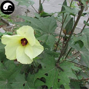 Huang Shu Kui Gen 黃蜀葵根, Radix Abelmoschi Manihot, Sunset Abelmoschus Root-Health Wisdom™