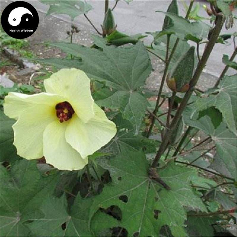 Huang Shu Kui Gen 黃蜀葵根, Radix Abelmoschi Manihot, Sunset Abelmoschus Root-Health Wisdom™