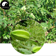 Huang Shu Kui Zi 黃蜀葵子, Sunset Abelmoschus Seed-Health Wisdom™