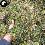 Hui Xin Cao 回心草, Herba Rhodobryum Roseum, Large Leaf Moss Herb-Health Wisdom™