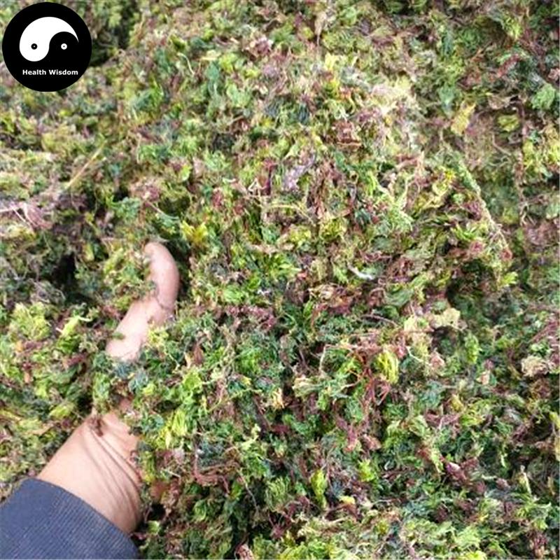 Hui Xin Cao 回心草, Herba Rhodobryum Roseum, Large Leaf Moss Herb-Health Wisdom™