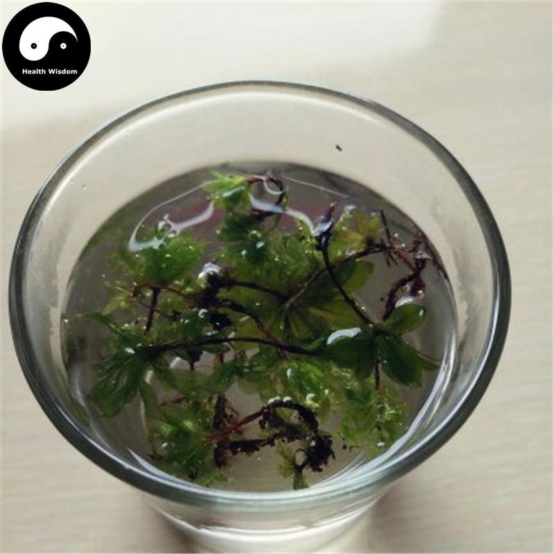 Hui Xin Cao 回心草, Herba Rhodobryum Roseum, Large Leaf Moss Herb-Health Wisdom™