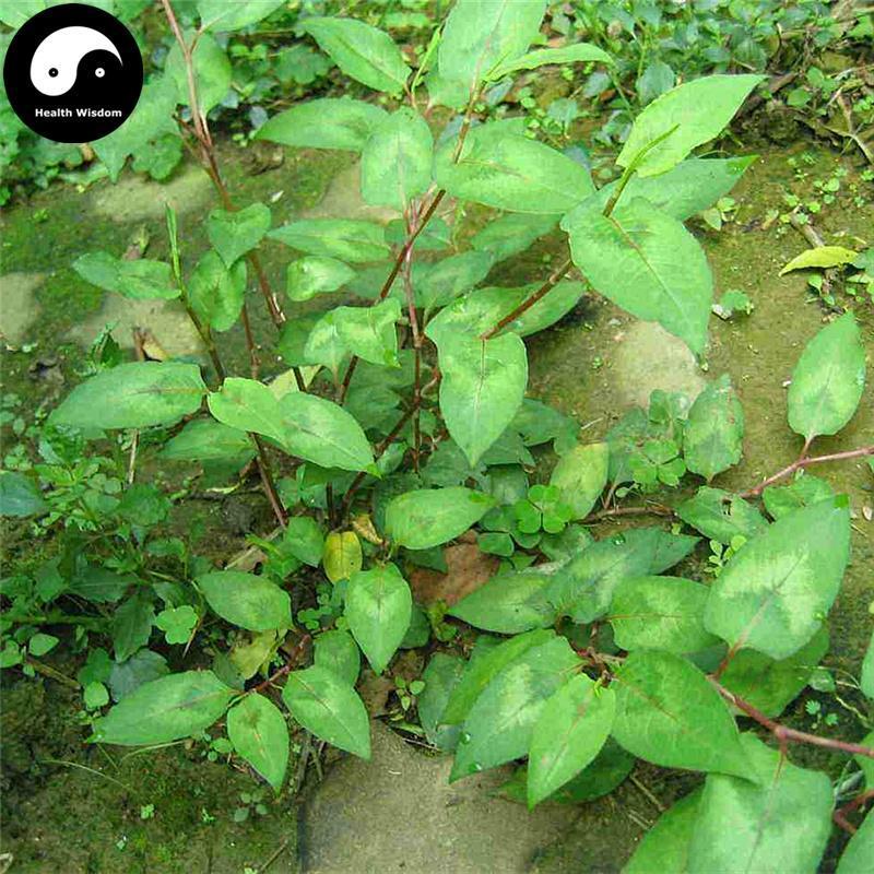 Huo Tan Mu Cao 火炭母草, Herba Polygonum Chinense, Yun Yao-Health Wisdom™