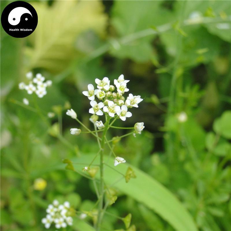 Ji Cai Hua 薺菜花, Capsella Bursapastoris Medic-Health Wisdom™