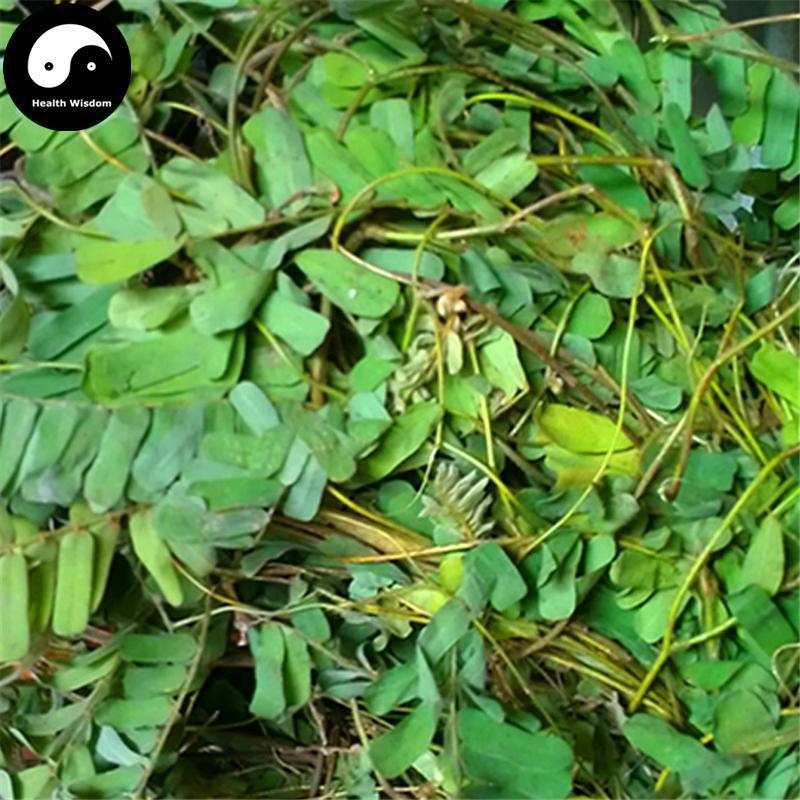 Ji Gu Cao Ye 雞骨草叶, Herba Abrus Precatorius, Herba Abri Leaf, Xiang Si Teng Ye-Health Wisdom™