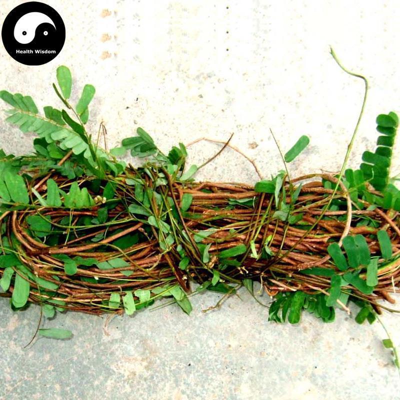 Ji Gu Cao Ye 雞骨草叶, Herba Abrus Precatorius, Herba Abri Leaf, Xiang Si Teng Ye-Health Wisdom™
