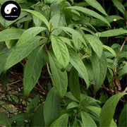 Ji Gu Chang Shan 鸡骨常山, Radix Alstonia Yunnanensis, Alstonia Root-Health Wisdom™