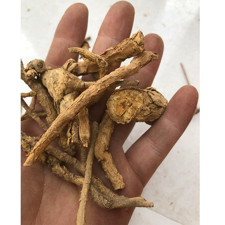 Ji Gu Xiang 鸡骨香, Radix Croton Crassifolius, Croton Crassifolius Root-Health Wisdom™