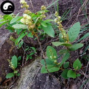 Ji Gu Xiang 鸡骨香, Radix Croton Crassifolius, Croton Crassifolius Root-Health Wisdom™
