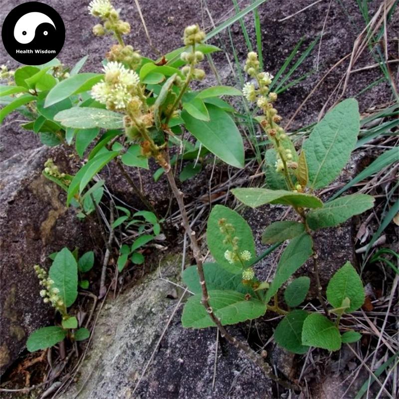 Ji Gu Xiang 鸡骨香, Radix Croton Crassifolius, Croton Crassifolius Root-Health Wisdom™
