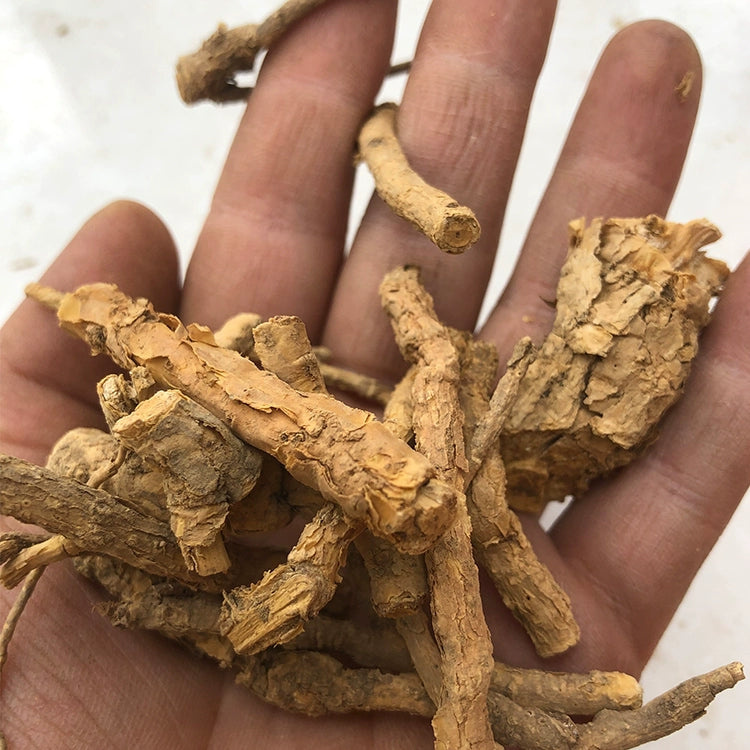 Ji Gu Xiang 鸡骨香, Radix Croton Crassifolius, Croton Crassifolius Root-Health Wisdom™