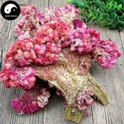 Ji Guan Hua 鸡冠花, Cockscomb Flower, Flos Celosiae Cristatae-Health Wisdom™