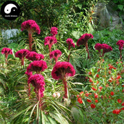 Ji Guan Hua 鸡冠花, Cockscomb Flower, Flos Celosiae Cristatae-Health Wisdom™