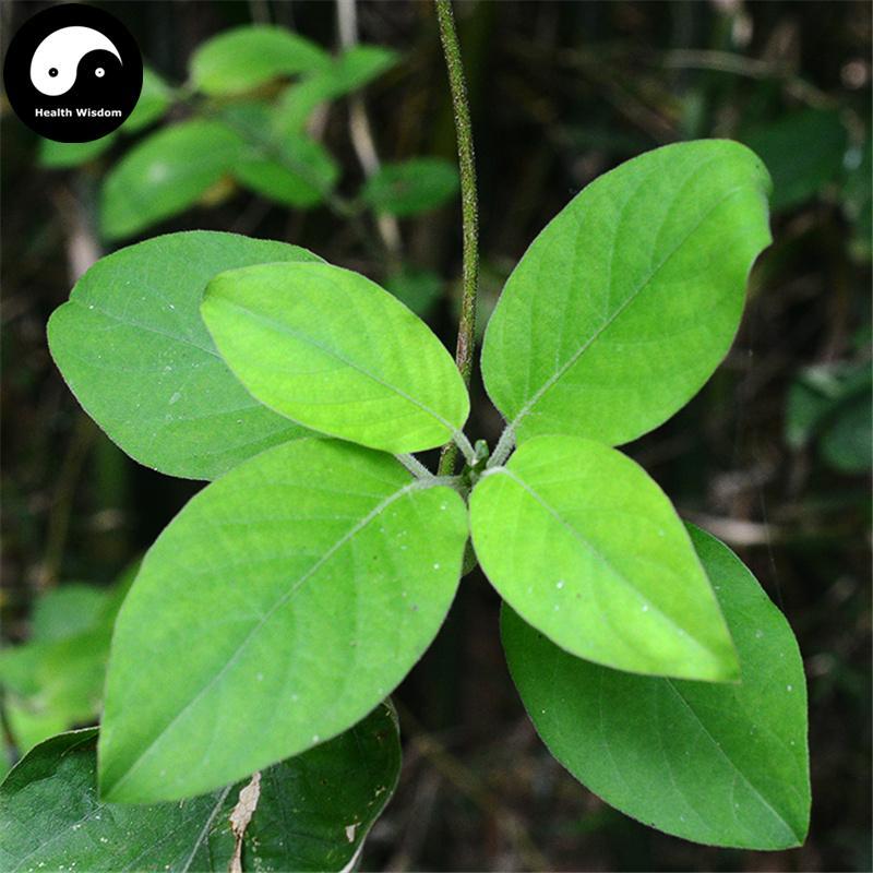 Ji Shi Teng 鸡矢藤, Chinese Fevervine Herb, Herba Paederiae-Health Wisdom™