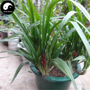 Ji Xiang Cao 吉祥草, Herba Reineckia Carnea, Guan Yin Cao, Yu Dai Cao-Health Wisdom™