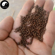 Ji Xing Zi 急性子, Semen Impatientis, Garden Balsam Seed-Health Wisdom™