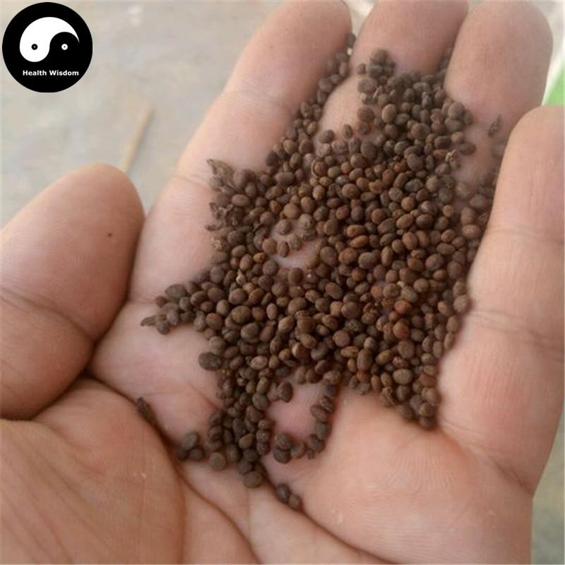 Ji Xing Zi 急性子, Semen Impatientis, Garden Balsam Seed-Health Wisdom™