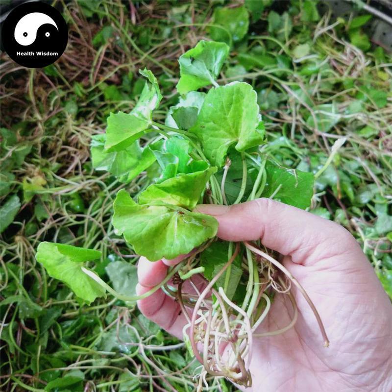 Ji Xue Cao 積雪草, Asiatic Pennywort Herb, Centella Asiatica, Herba Centellae-Health Wisdom™