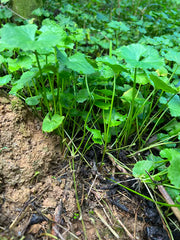 Ji Xue Cao 積雪草, Asiatic Pennywort Herb, Centella Asiatica, Herba Centellae-Health Wisdom™
