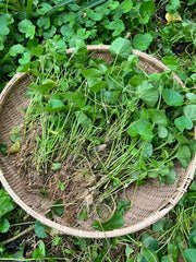 Ji Xue Cao 積雪草, Asiatic Pennywort Herb, Centella Asiatica, Herba Centellae-Health Wisdom™