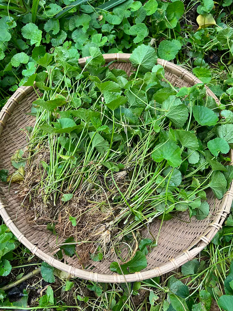 Ji Xue Cao 積雪草, Asiatic Pennywort Herb, Centella Asiatica, Herba Centellae-Health Wisdom™