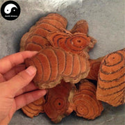 Ji Xue Teng 雞血藤, Caulis Spatholobi, Suberect Spatholobus Stem-Health Wisdom™