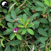 Ji Yan Cao 雞眼草, Japan Clover Herb, Herba Kummerowiae Striatae-Health Wisdom™