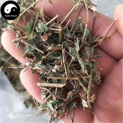 Ji Yan Cao 雞眼草, Japan Clover Herb, Herba Kummerowiae Striatae-Health Wisdom™