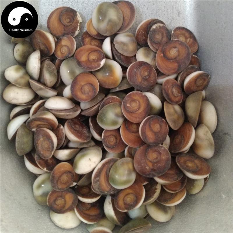 Jia Xiang 甲香, Turbo Cornutus Solander, Snail, Tai Ji Shi-Health Wisdom™