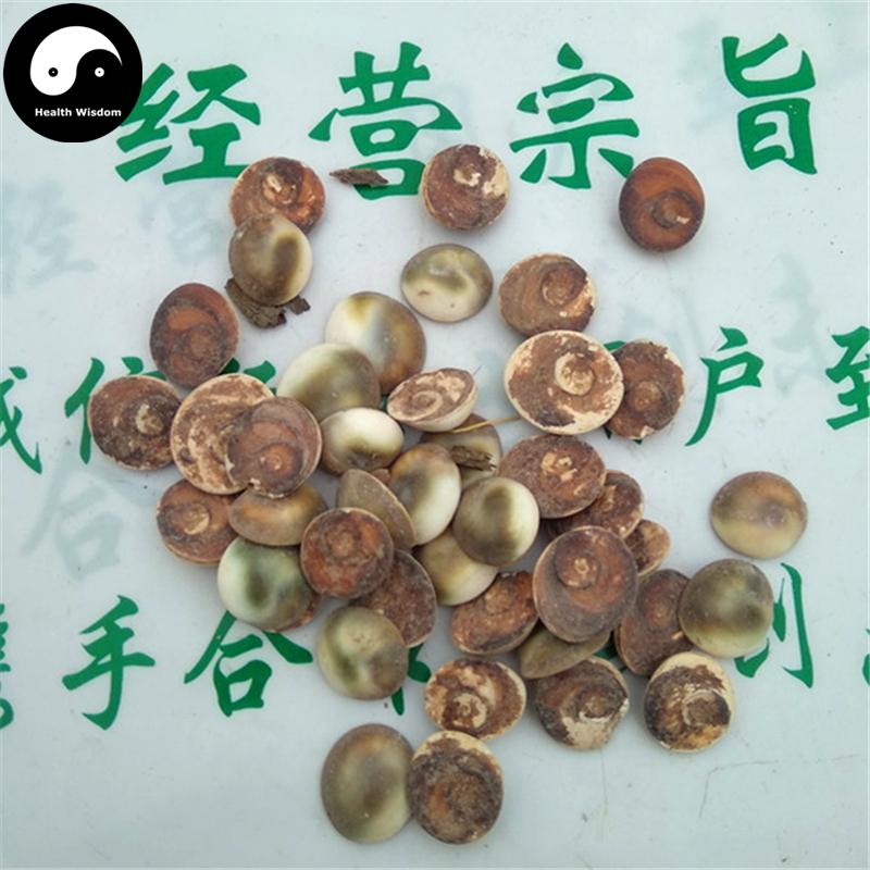Jia Xiang 甲香, Turbo Cornutus Solander, Snail, Tai Ji Shi-Health Wisdom™