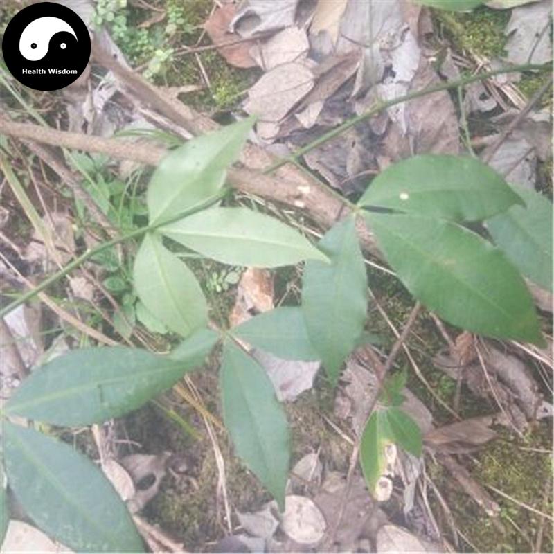 Jian Xue Fei 見血飛, Spinyleaf Pricklyash Root, Radix Toddalia Asiatica, Fei Long Zhang Xue-Health Wisdom™