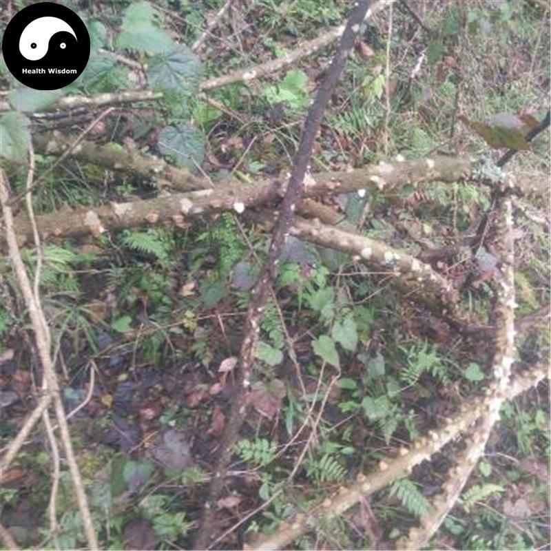Jian Xue Fei 見血飛, Spinyleaf Pricklyash Root, Radix Toddalia Asiatica, Fei Long Zhang Xue-Health Wisdom™