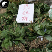 Jian Xue Qing 见血清, Herba Liparidis Nervosae, Nervate Twayblade Herb-Health Wisdom™