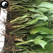 Jian Xue Qing 见血清, Herba Liparidis Nervosae, Nervate Twayblade Herb-Health Wisdom™