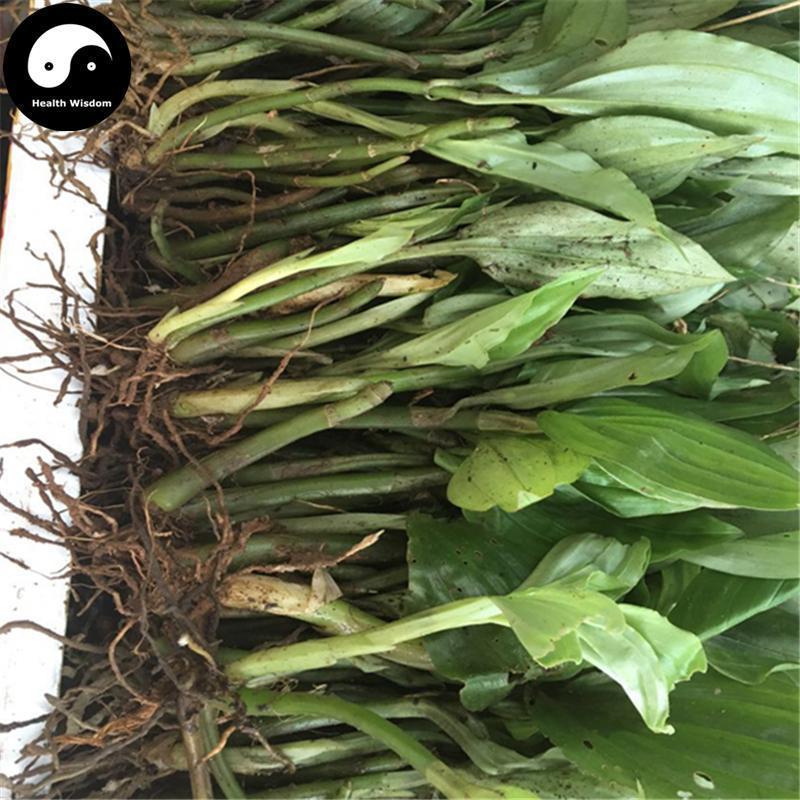 Jian Xue Qing 见血清, Herba Liparidis Nervosae, Nervate Twayblade Herb-Health Wisdom™