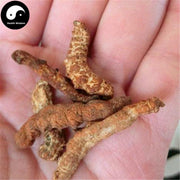 Jiang Can (Heated) 炒僵蚕, Bombyx Batryticatus, Silkworm Larva, Bombyx Mori-Health Wisdom™