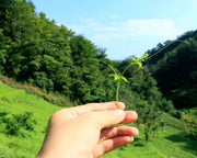 Jiao Gu Lan 絞股藍龙须茶, Gynostemma Pentaphyllum Herb, Herba Gynostemmatis Tender Leaf Tea, Qi Ye Dan-Health Wisdom™