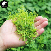 Jiao Gu Lan 絞股藍龙须茶, Gynostemma Pentaphyllum Herb, Herba Gynostemmatis Tender Leaf Tea, Qi Ye Dan-Health Wisdom™