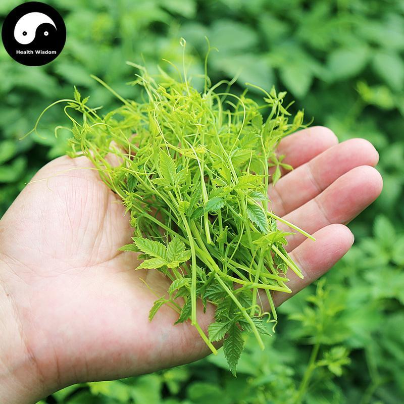 Jiao Gu Lan 絞股藍龙须茶, Gynostemma Pentaphyllum Herb, Herba Gynostemmatis Tender Leaf Tea, Qi Ye Dan-Health Wisdom™