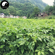 Jiao Gu Lan 絞股藍龙珠茶, Gynostemma Pentaphyllum Herb, Herba Gynostemmatis Ball Tea, Qi Ye Dan-Health Wisdom™