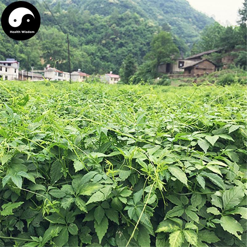 Jiao Gu Lan 絞股藍龙珠茶, Gynostemma Pentaphyllum Herb, Herba Gynostemmatis Ball Tea, Qi Ye Dan-Health Wisdom™