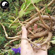 Jie Geng 桔梗, Radix Platycodi, Platycodon Grandiflorus Root-Health Wisdom™