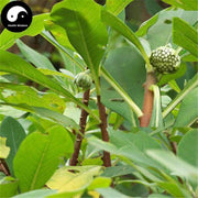 Jie Xiang Hua 结香花, Oriental Paperbush Flower, Flos Edgeworthia Chrysantha, Lv Luo Hua-Health Wisdom™