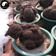 Jin Bu Huan Gen 金不换根, Stephania Sinica Root, Xue Dan-Health Wisdom™
